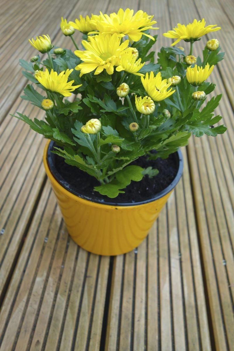 Chrysanthemum