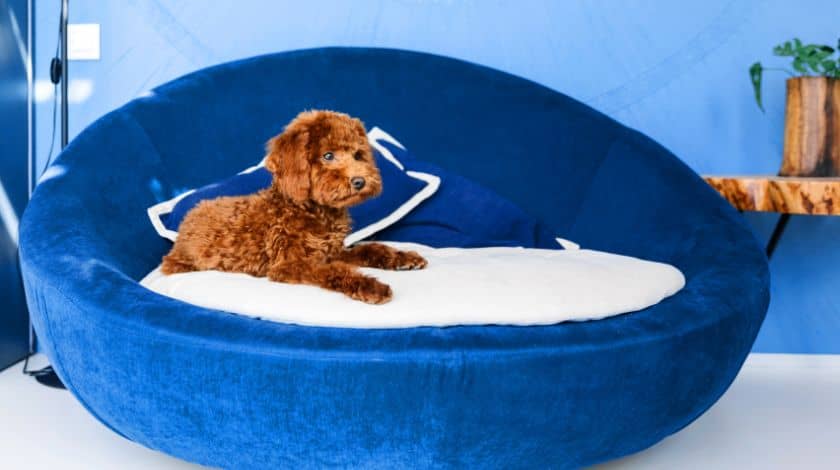 Pet friendly interior design
