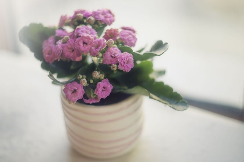 floweringplant